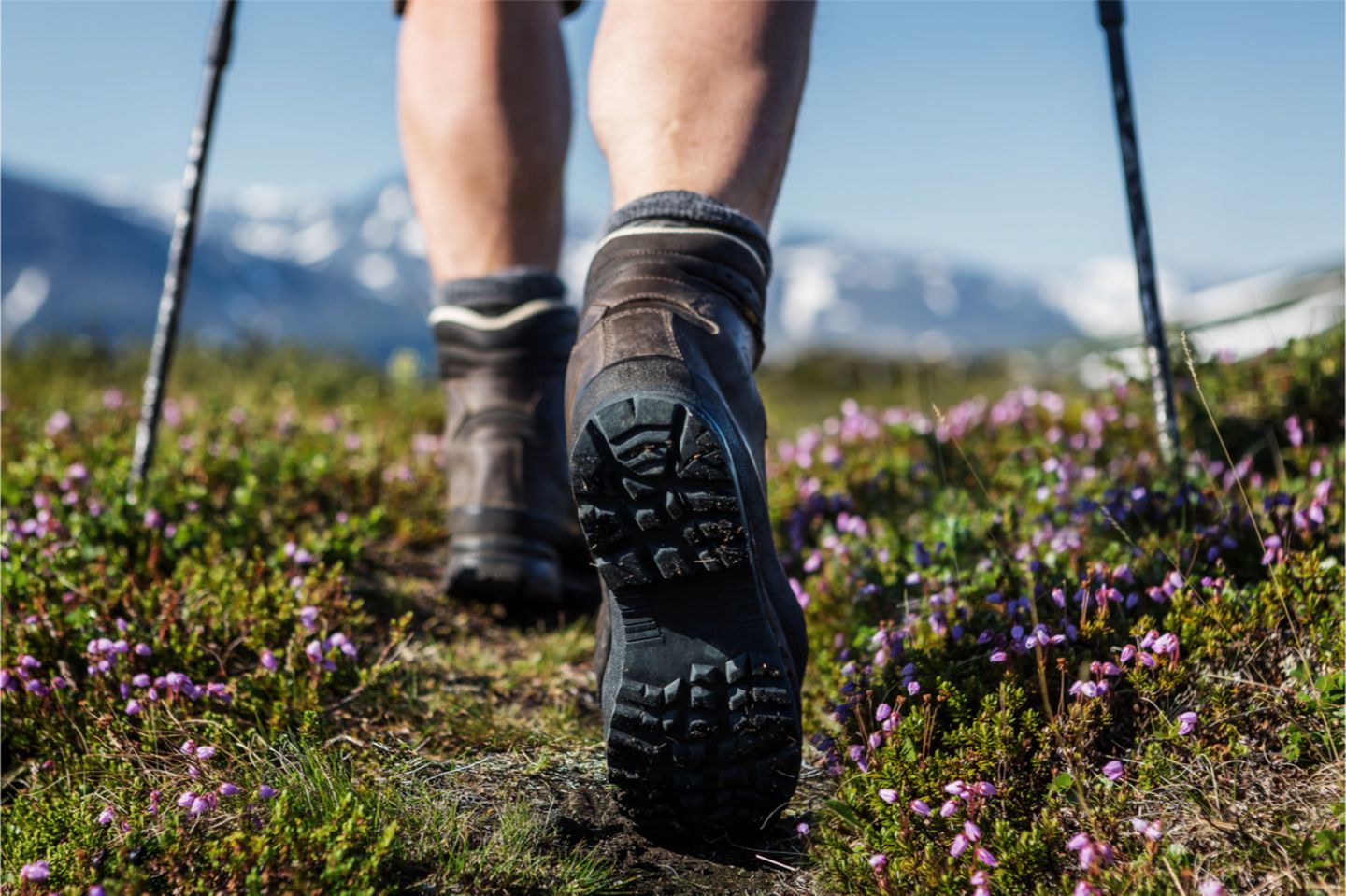 Nahaufnahme der Beine einer Person in Wanderstiefeln, die auf einem von kleinen violetten Wildblumen umgebenen Weg geht, mit Trekkingstöcken und schneebedeckten Bergen im Hintergrund unter einem klaren Himmel.