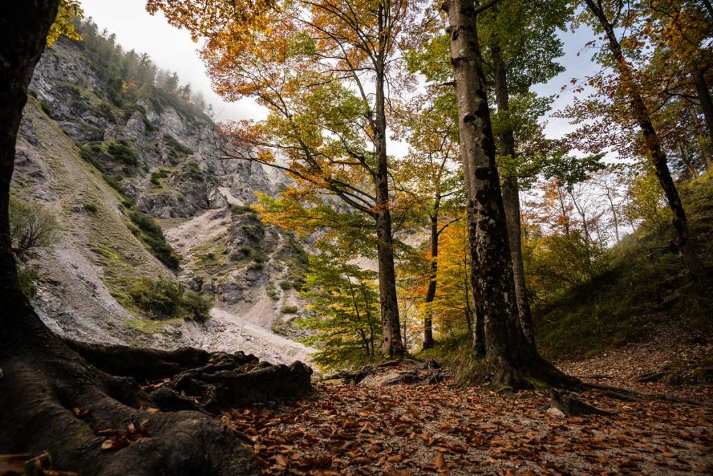 Ein Wald im Herbst mit hohen Bäumen, deren Blätter sich orange und gelb färben. Abgefallene Blätter bedecken den Boden, und im Hintergrund erheben sich felsige Hügel unter einem teilweise bewölkten Himmel.