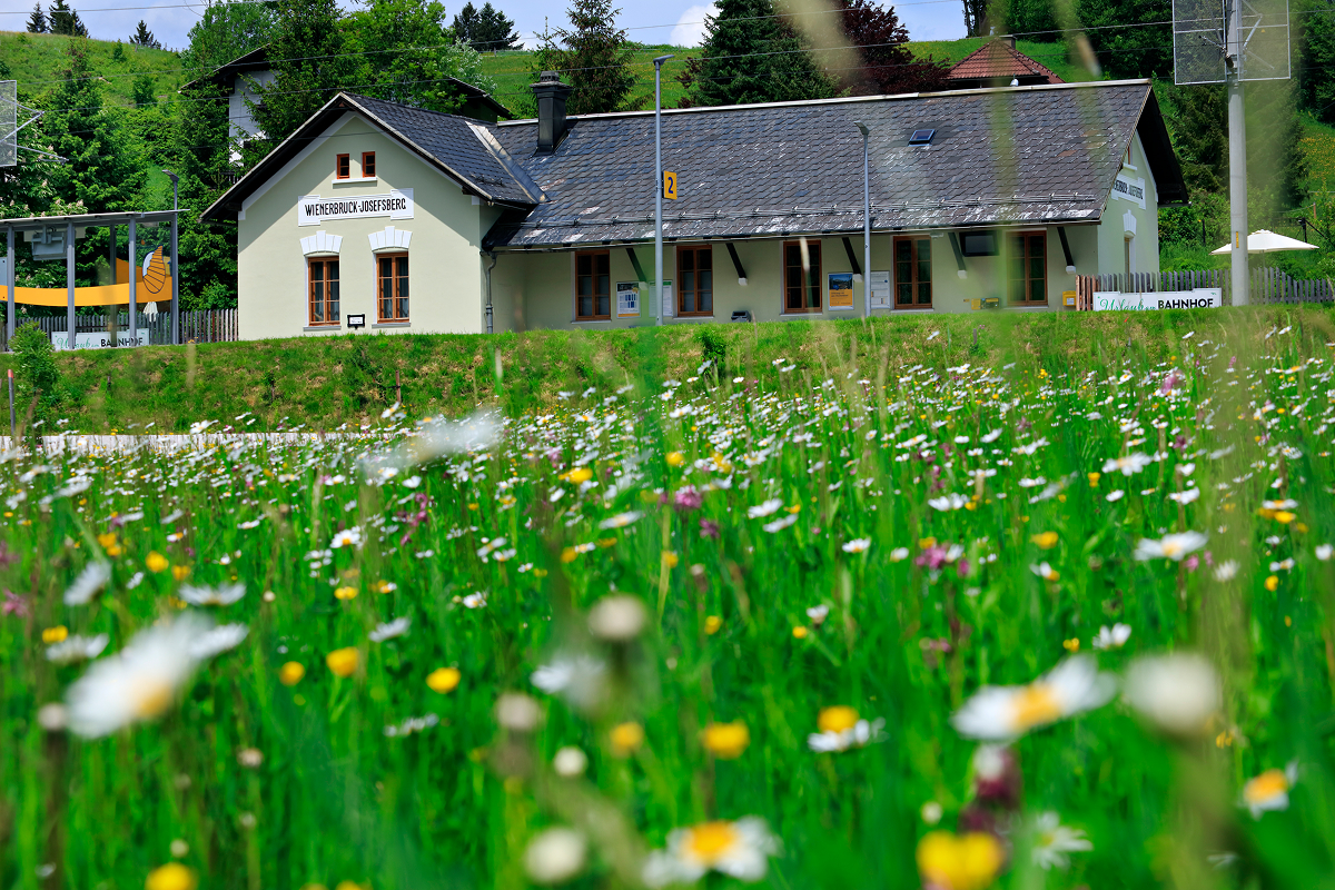 Ein weißes Gebäude mit der Aufschrift Weissenbach an der Triesting steht hinter einer üppigen Wildblumenwiese, mit grünem Gras und bunten Blüten im Vordergrund und Bäumen und Häusern im Hintergrund.